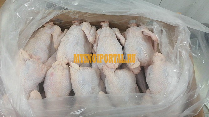 Куриные Тушки ГОСТ н/к, Охл/Зам, в Ярославле Ярославль - изображение 1