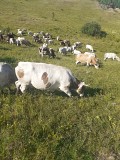 Продаем: Коровы порода симментальская на выращивание в Липецке  Липецк