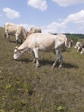 Продаем: Коровы порода симментальская на выращивание в Липецке  Липецк
