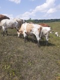 Продаем: Коровы порода симментальская на выращивание в Липецке  Липецк