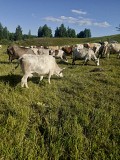 Продаем: Коровы порода симментальская на выращивание в Липецке  Липецк