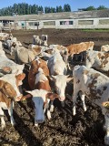 Продаем: Телята телочки породы симментальская на племя в Липецке  доставка из г.Липецк