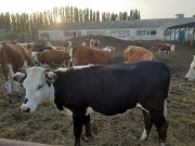 Продаем: Телята телочки породы казахская белоголовая на выращивание в Липецке  доставка из г.Липецк