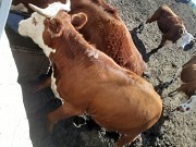 Продаем: Телята телочки породы казахская белоголовая на выращивание в Липецке  доставка из г.Липецк