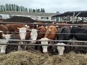 Продаем: Телята телочки породы казахская белоголовая на выращивание в Липецке  доставка из г.Липецк