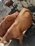 Продаем: Телята телочки породы казахская белоголовая на выращивание в Липецке  доставка из г.Липецк