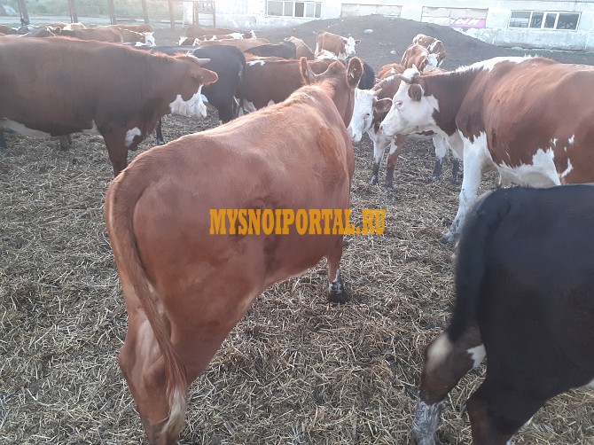 Продаем: Телята телочки породы казахская белоголовая на выращивание в Липецке Липецк - изображение 1