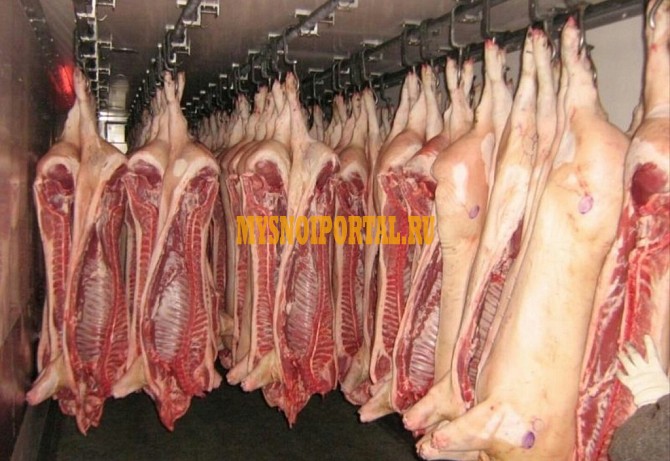 Продаю Полутуши Свиные н/к, охл, категория - I (беконная), II (мясная – молодняк) в Москве Москва - изображение 1