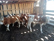 Продаем: Быки порода симментальская на убой в Баймаке доставка из г.Баймак