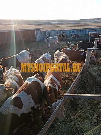 Продаем: Быки порода симментальская на убой в Баймаке Баймак - изображение 1