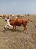Продаем: Коровы порода симментальская на убой в Баймаке  доставка из г.Баймак
