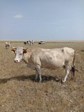 Продаем: Коровы порода симментальская на убой в Баймаке  доставка из г.Баймак