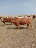 Продаем: Коровы порода симментальская на убой в Баймаке  доставка из г.Баймак