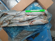 Сельдь НР ТО 27+ ЮЖМОРРЫБФЛОТ (2*10кг) 85, 00 доставка из г.Кемерово