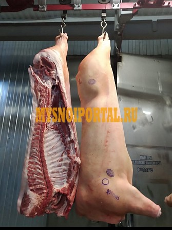 Продаю Полутуши Свиные н/к, зам, категория - II (мясная – молодняк) в Минске Минск - изображение 1