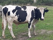 Продаю Туши говяжьи  ГОСТ, Органика,  охл, в Коломне  Коломна