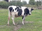 Продаю Туши говяжьи  ГОСТ, Органика,  охл, в Коломне  Коломна