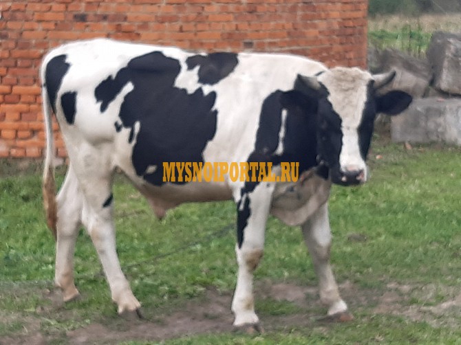 Продаю Туши говяжьи ГОСТ, Органика, охл, в Коломне Коломна - изображение 1