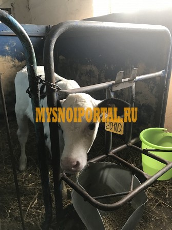 Продаем: Телята бычки породы чёрно-пёстрая на выращивание в Тюмени Тюмень - изображение 1