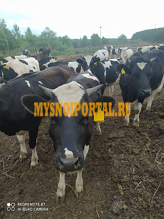 Продаем: Коровы породы чёрно-пёстрая на выращивание в Набережных Челнах Набережные Челны - изображение 1
