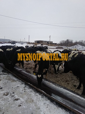 Продаем: Телята телочки породы чёрно-пёстрая на убой в Набережных Челнах Набережные Челны - изображение 1