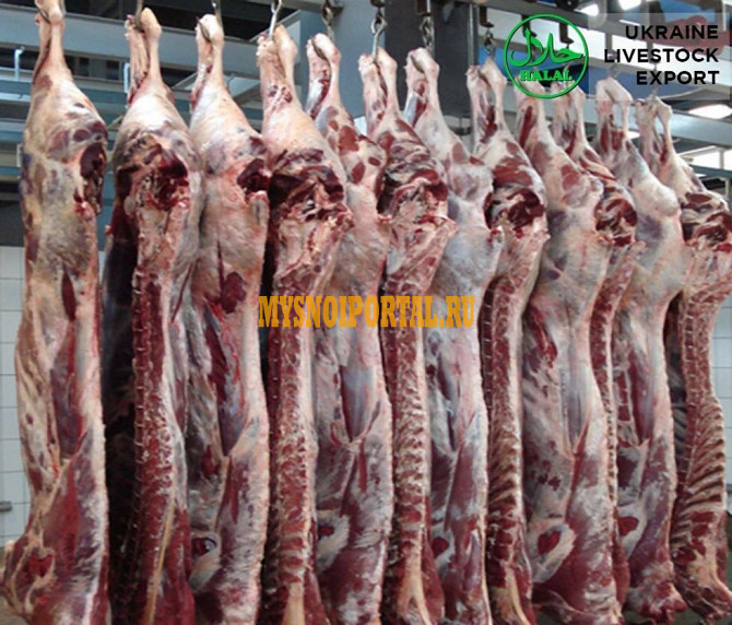 Продаю Полутуши Говяжьи ГОСТ, зам, в Минске Минск - изображение 1