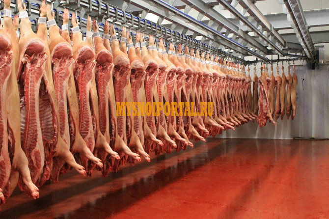 Продаю Туши свиные охл, категория - I (беконная), II (мясная – молодняк) в Твери Тверь - изображение 1