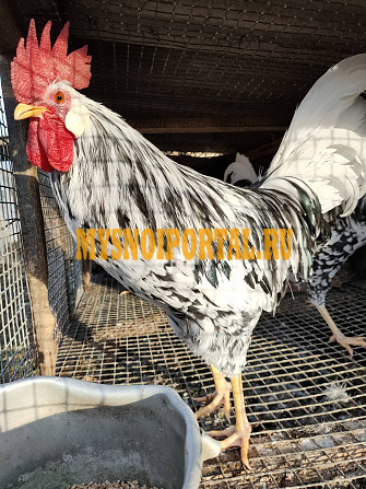 Продаю Петухи породы Яичные Аппенцеллер Шпицхаубен в Ставрополе Ставрополь - изображение 1