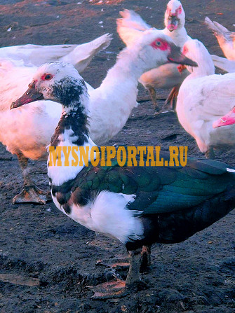 Продажа: Тушка утки ГОСТ Халяль, зам, в Ставрополе Ставрополь - изображение 1