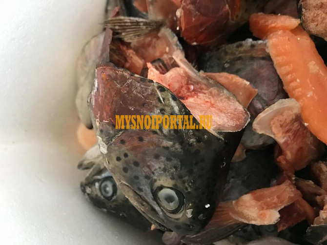 Продажа: Корма для птицы Свежемороженные головы, хребты Форели. в Москве Москва - изображение 1