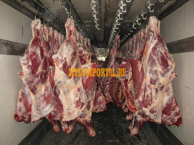 Продаю Полутуши Говяжьи коров, бычков, телят ГОСТ, Халяль, н/к, Охл/Зам, в Ижевске Ижевск - изображение 1