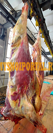 Продаю Полутуши Говяжьи коров, бычков ГОСТ, охл, в Калаче Калач - изображение 1