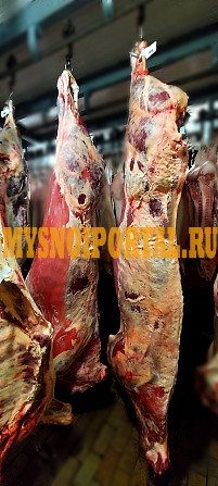 Продаю Полутуши Говяжьи коров ГОСТ, охл, в Калаче Калач - изображение 1