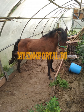 Продам пони Петушки - изображение 1