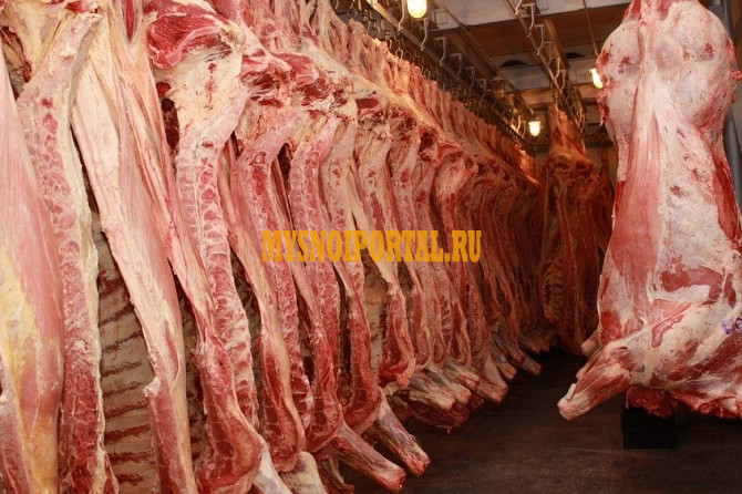 Продаю Вырезка говяжья ГОСТ, blak angus, шаролезская, лимузинская, Охл/Зам, в Москве Москва - изображение 1