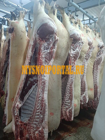 Полутуши Свиные Охл/Зам, категория - I (беконная), II (мясная – молодняк), IV (промышленная переработка) в Москве Москва - изображение 1