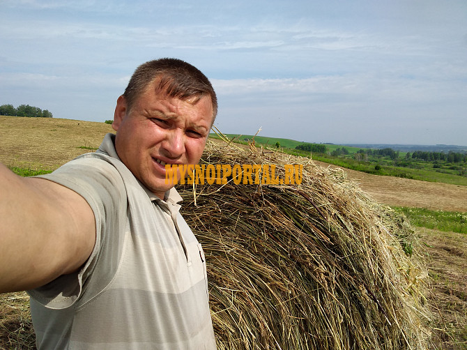 Продаем: Коровы породы чёрно-пёстрая на убой в Бийске Бийск - изображение 1