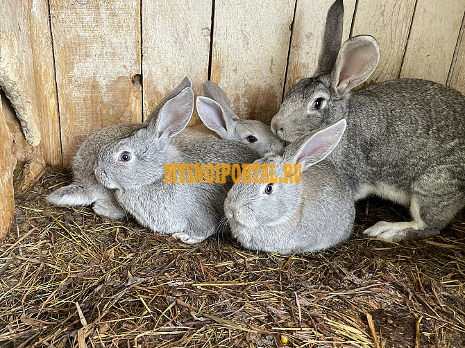 Продажа: Кролики на убой в Верхних Татышлах Верхние Татышлы - изображение 1