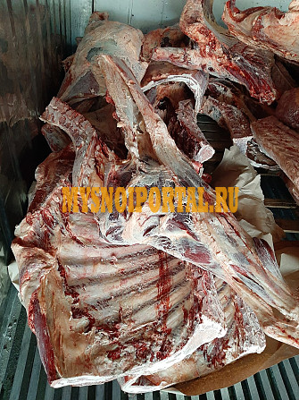 Продаю Полутуши Говяжьи коров ГОСТ, зам, в Санкт-Петербурге Санкт-Петербург - изображение 1