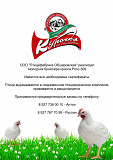 Продаю Цыплята  Яичные РОСС-308 в Самаре  Самара