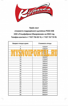 Продаю Цыплята породы Яичные РОСС-308 в Самаре Самара - изображение 1