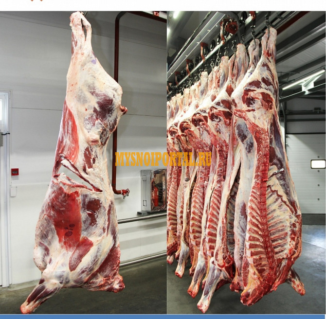 Продаю Полутуши Говяжьи коров, бычков, телят ГОСТ, Халяль, зам, в Москве Москва - изображение 1