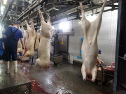 Продаю Полутуши Свиные н/к, Охл/Зам, категория - I (беконная), II (мясная – молодняк) в Санкт-Петербурге  Санкт-Петербург