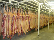 Продаю Полутуши Свиные н/к, Охл/Зам, категория - I (беконная), II (мясная – молодняк) в Санкт-Петербурге  Санкт-Петербург