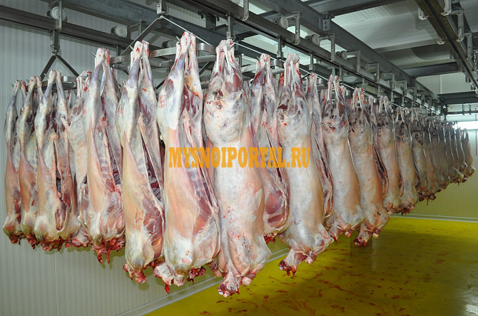 Полутуши Свиные н/к, Охл/Зам, категория - I (беконная), II (мясная – молодняк) в Санкт-Петербурге Санкт-Петербург - изображение 1