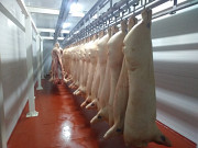 Продаю Полутуши Свиные ООО 