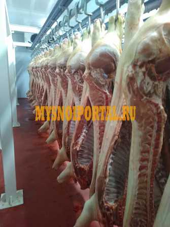 Полутуши Свиные ООО "Дымов. Юг", н/к, охл, категория - I (беконная), II (мясная – молодняк) в Краснодаре Краснодар - изображение 1