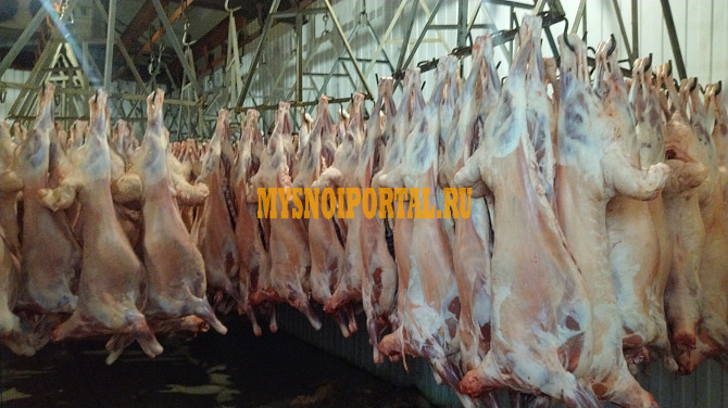 Туши Бараньи (Ягнятины) Эдильбаевская охл, в Яшкуле Яшкуль - изображение 1