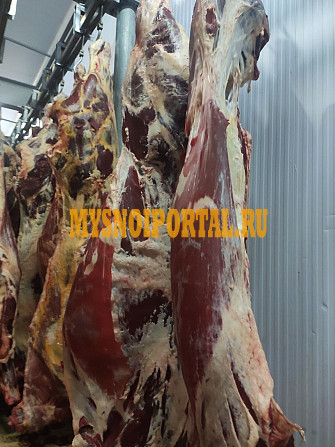Продаю Полутуши Говяжьи коров ГОСТ, охл, в Красноярске Красноярск - изображение 1