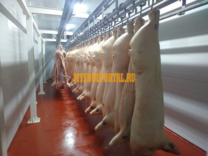 Полутуши Свиные н/к, охл, категория - I (беконная), II (мясная – молодняк) в Краснодаре Краснодар - изображение 1
